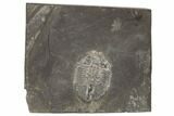 Prone Pseudogygites Trilobite Fossil - Ontario #191156-1
